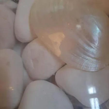 Palms: Modern With A Large Terrace