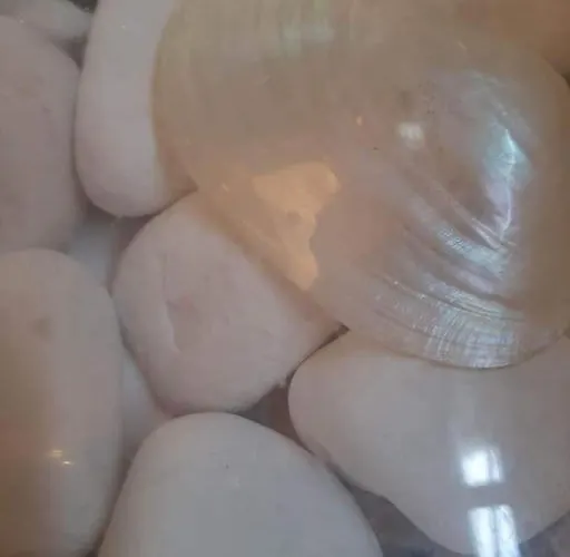 Palms: Modern With A Large Terrace